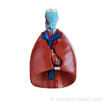 Modèle de larynx, de cœur et pulmonaire